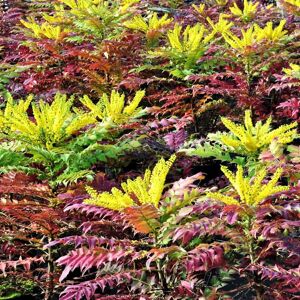 Mahonia × media 'Winter Sun' 30-40 cm